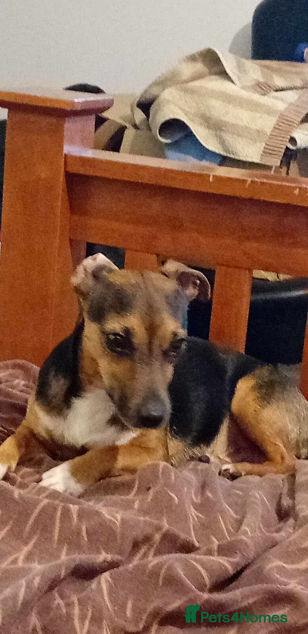 Mixed Breed dogs for sale: Meet Ozzy 5Yr old Jack-Chi - Image 4