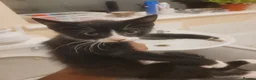 Bengal cats for sale: Tuxedo male kitten for sale  - Advert 5