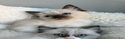 Ragdoll cats for sale: 🥇AWARD WIN 🏆 GCCF RAGDOLL KITTENS  - Advert 22