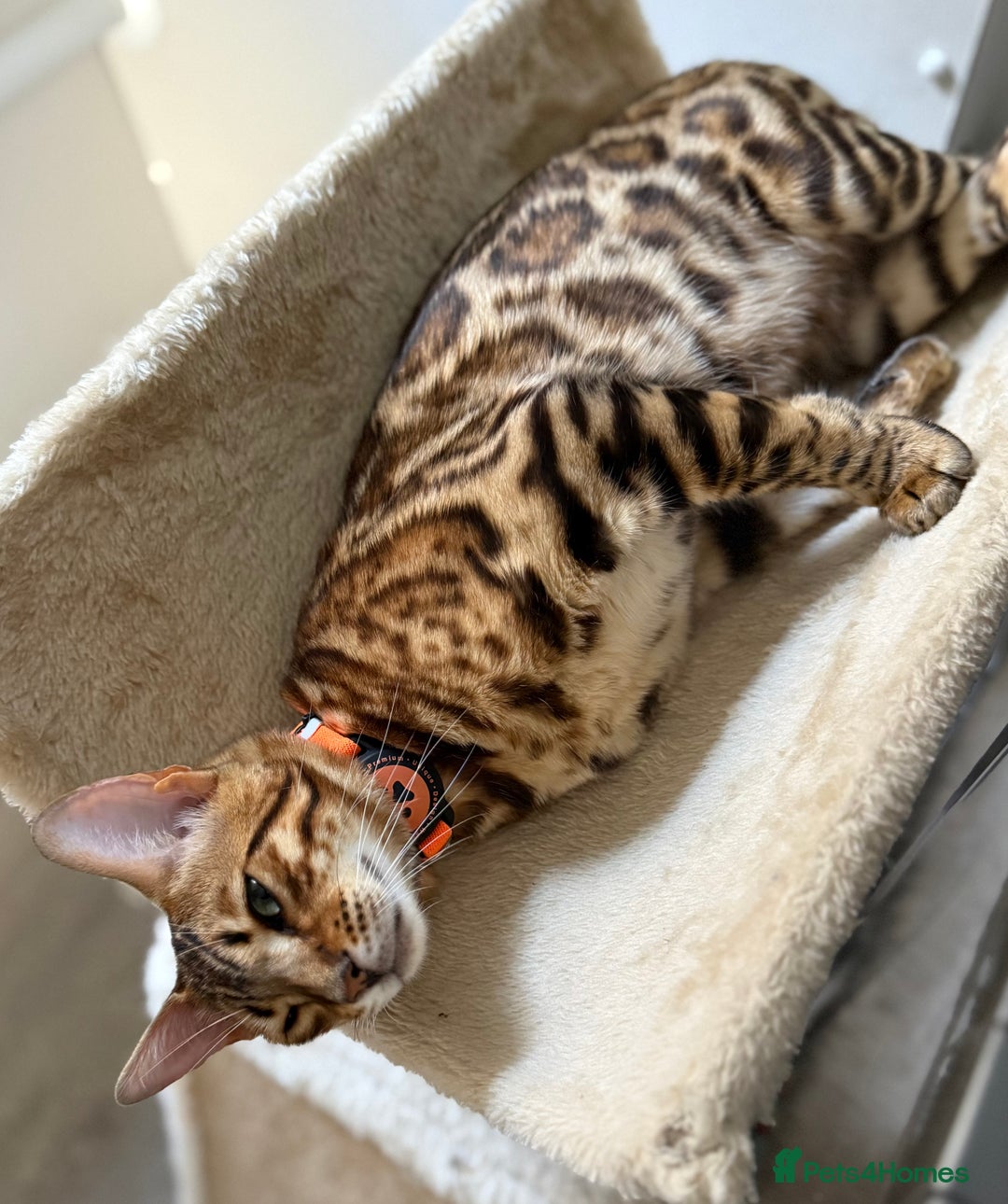 Bengal cats for sale: Mojo - 1 year old bengal is looking for a new sofa - Advert 3