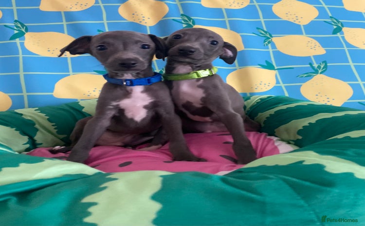 Italian Greyhound dogs - Advert 1