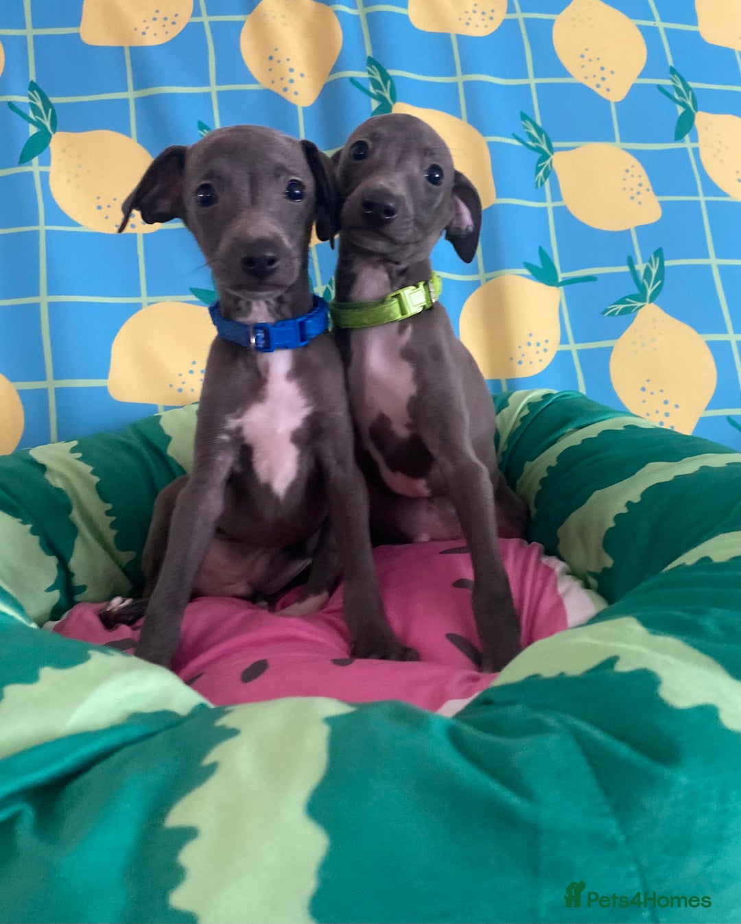 Italian Greyhound dogs for sale: Ready now 6 stunning blue boys kc reg - Image 1