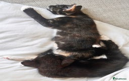 Mixed Breed cats for sale: Delightful mix-breed Siamese-black calico-kittens - Image 6