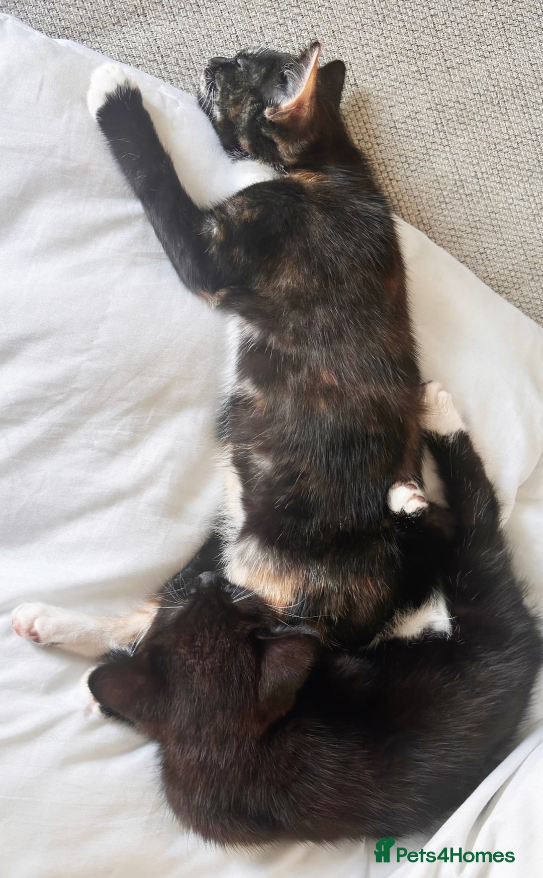 Mixed Breed cats for sale: Delightful mix-breed Siamese-black calico-kittens - Image 6