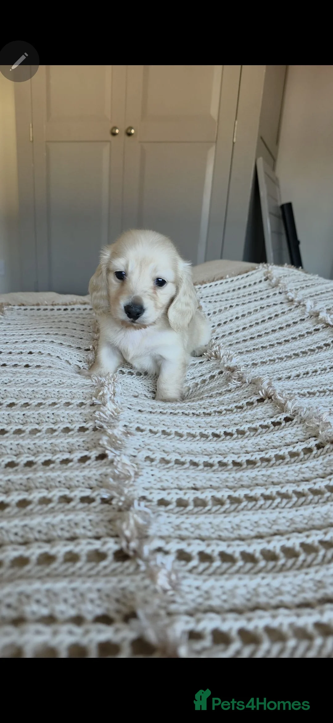 Miniature Dachshund dogs for stud: ⭐️STUNNING ee/ii DOUBLE INTENSITY CREAM STUD⭐️ - Advert 14