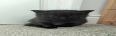 Frank