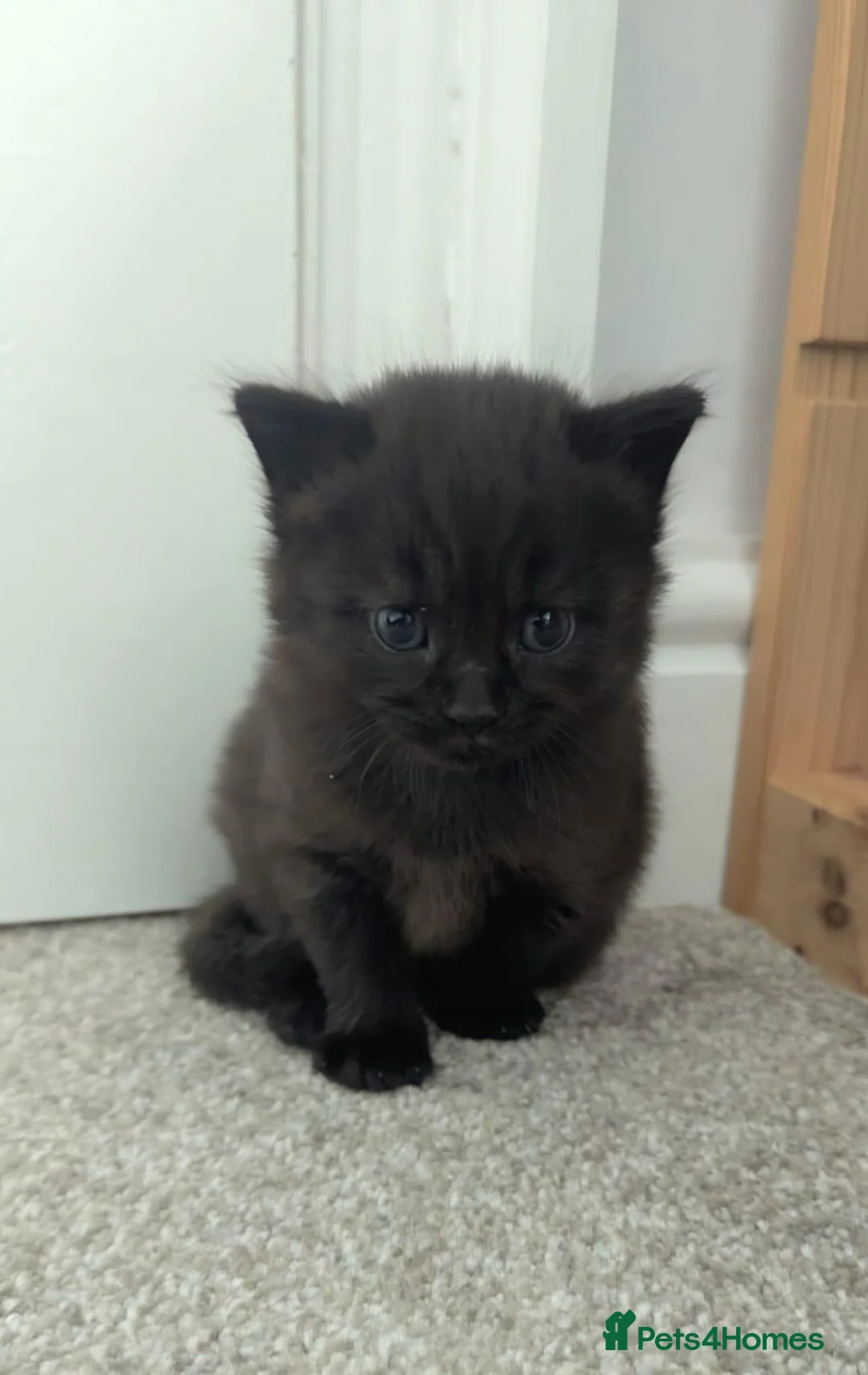 Mixed Breed cats for sale: VERY FRIENDLY AND WELL HANDLED KITTENS in Minehead - Advert 17