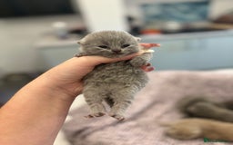 British Shorthair cats for sale: BSH kittens for sale from KC&Pedigree reg parents - Image 13