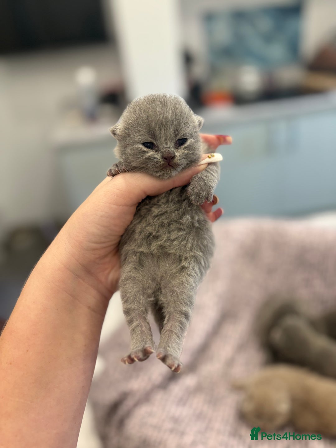 British Shorthair cats for sale: BSH kittens for sale from KC&Pedigree reg parents - Image 13
