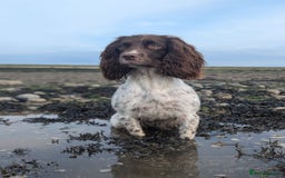English Springer Spaniel dogs for sale: Springer Spaniel Puppies For Sale! - Image 12