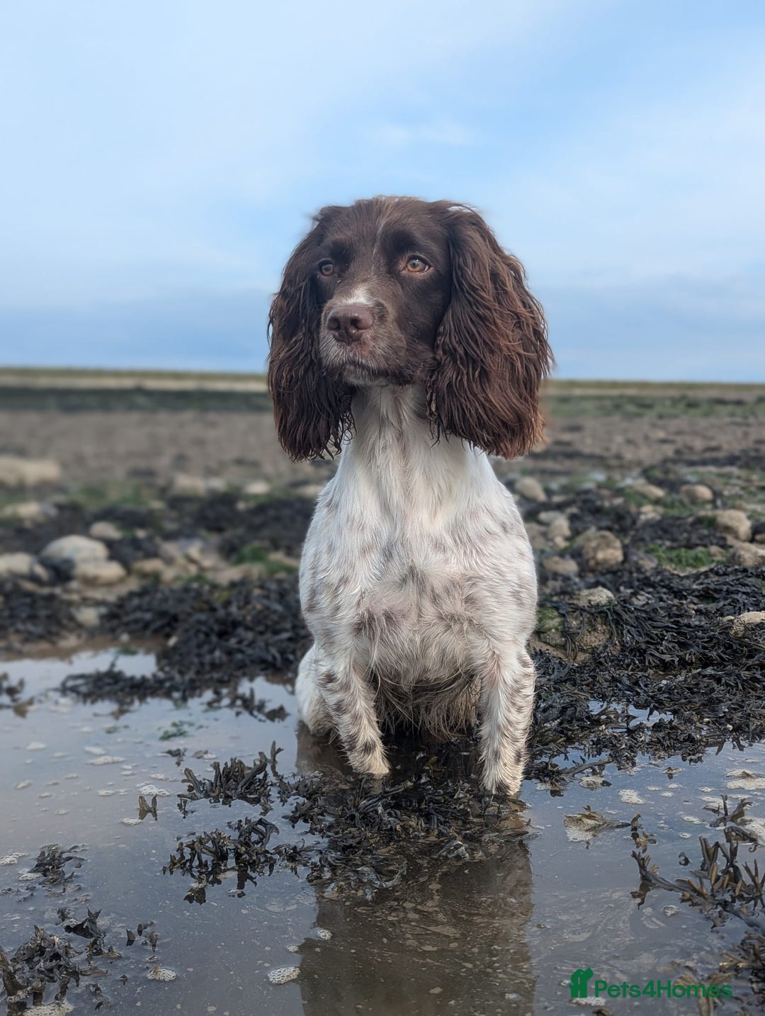 English Springer Spaniel dogs for sale: Springer Spaniel Puppies For Sale! - Image 12