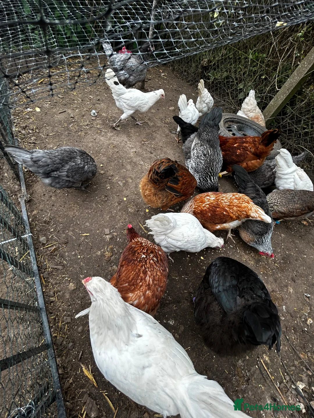 Chickens poultry for sale: 3 point of lay hens and 2 grower hens  - Advert 2