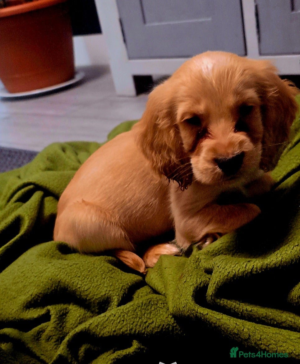 Cocker Spaniel dogs READY TO LEAVE 2 BOYS - Advert 10
