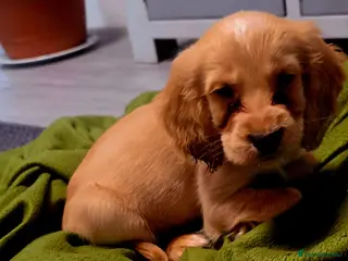 Cocker Spaniel dogs READY TO LEAVE 2 BOYS - Advert 10
