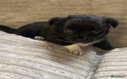 Mixed Breed dogs for sale: Beautiful chi-jack puppies🐕ready to leave🐕 - Image 8