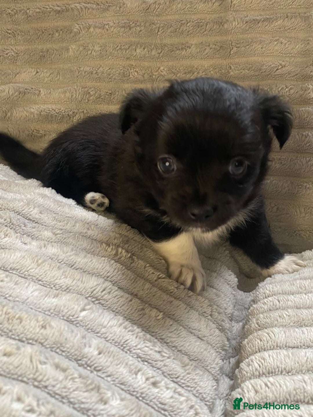 Mixed Breed dogs for sale: Beautiful chi-jack puppies🐕ready to leave🐕 - Image 8