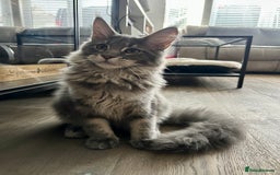 Maine Coon cats for sale: Stunning TICA Registered Maine Coon Boys Available - Image 4