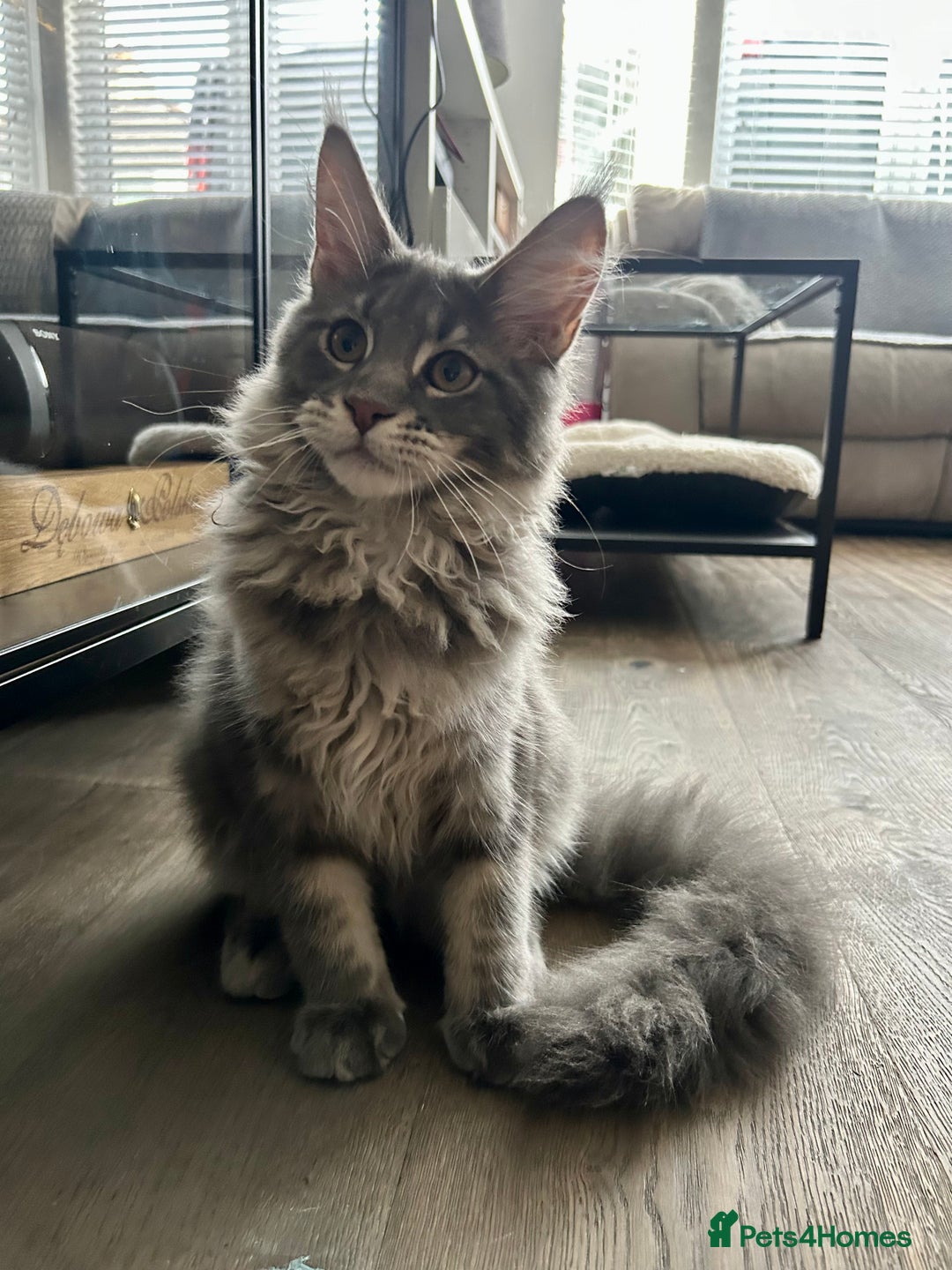 Maine Coon cats for sale: Stunning TICA Registered Maine Coon Boys Available - Image 4