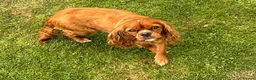 Cavalier King Charles Spaniel dogs for sale: Lovely 5yr old ruby CKCS  - Advert 5