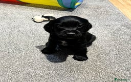 Cocker Spaniel dogs for sale: Beautiful show type puppies  - Image 11