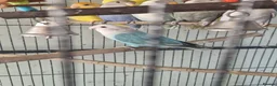 Lovebirds birds for sale: Baby peach face lovebirds - Advert 2