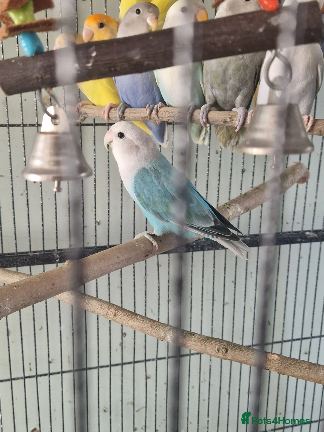 Lovebirds birds for sale: Baby peach face lovebirds - Advert 2