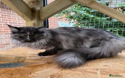 Maine Coon cats for sale: 3 Purebred Maine Coon Kittens - Will Sell Fast!! ✨ - Image 7