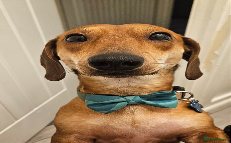 Dachshund dogs - Advert 3