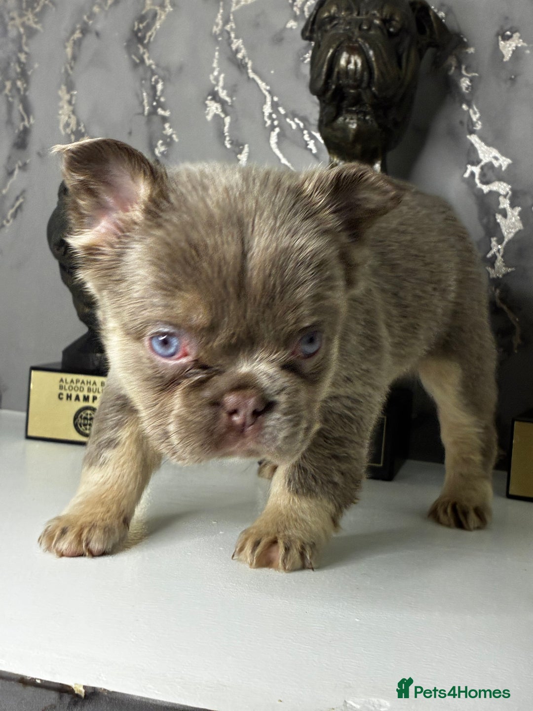 French Bulldog dogs for sale: Fluffy French Bulldogs Visual pink to make you 😉  - Advert 8