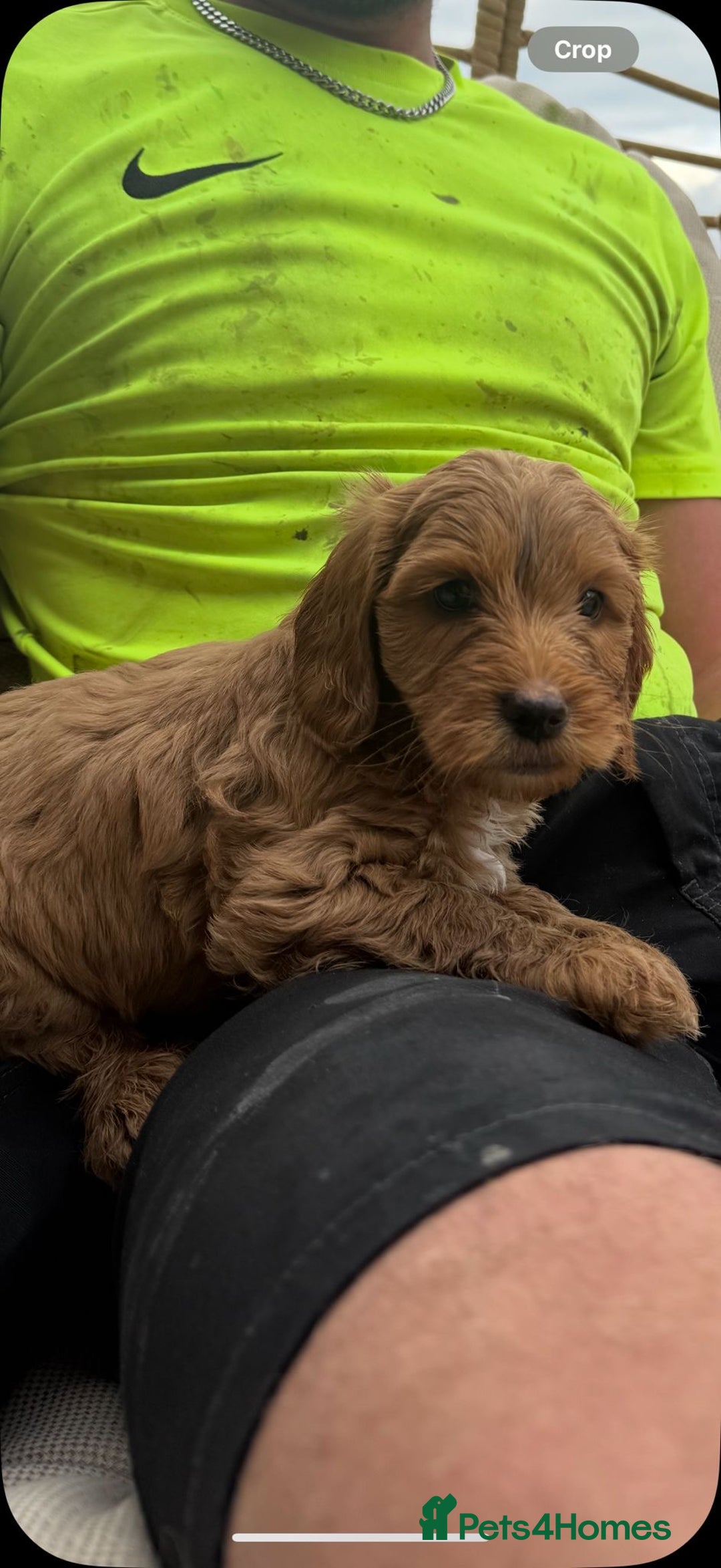 Cockapoo dogs for sale: 3 X boy Red Fox Cockapoo puppies for sale  - Image 9