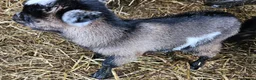 Goats livestock for sale: 2 female baby pygmy goats - Advert 8