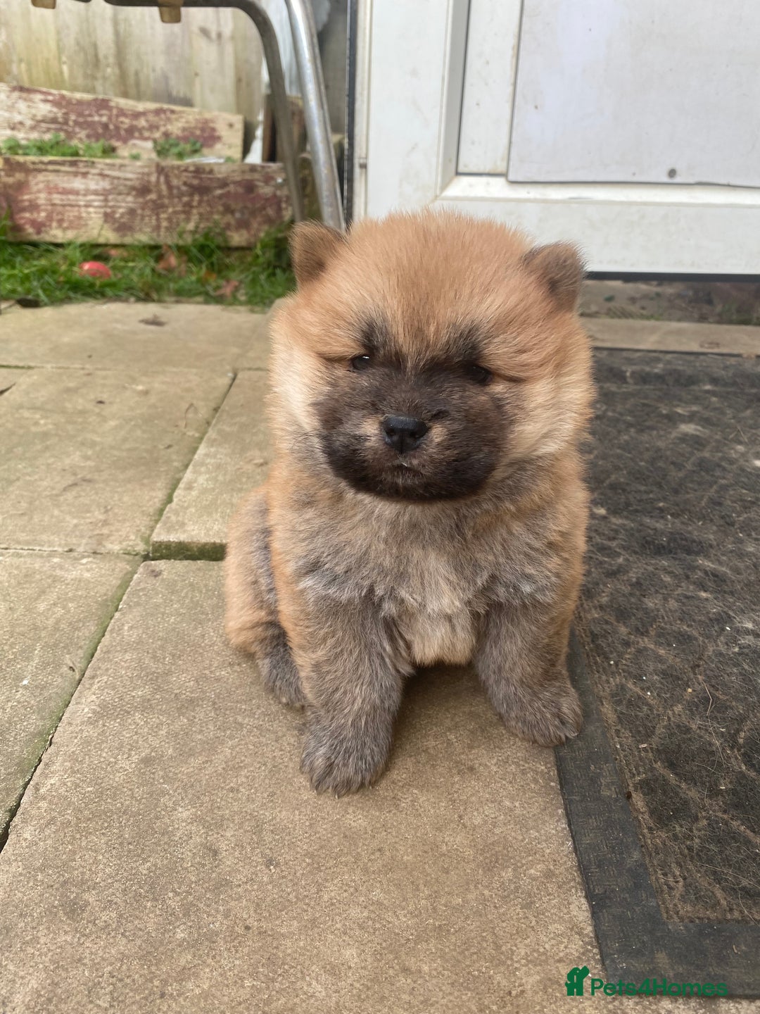 Chow Chow dogs for sale: Chow chow puppies  - Advert 3