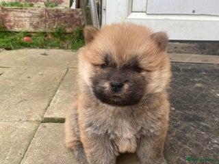 Chow Chow dogs Chow chow puppies - Advert 4