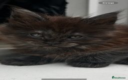 Maine Coon cats for sale: 2 xl tica active mainecoon kittens  - Image 12