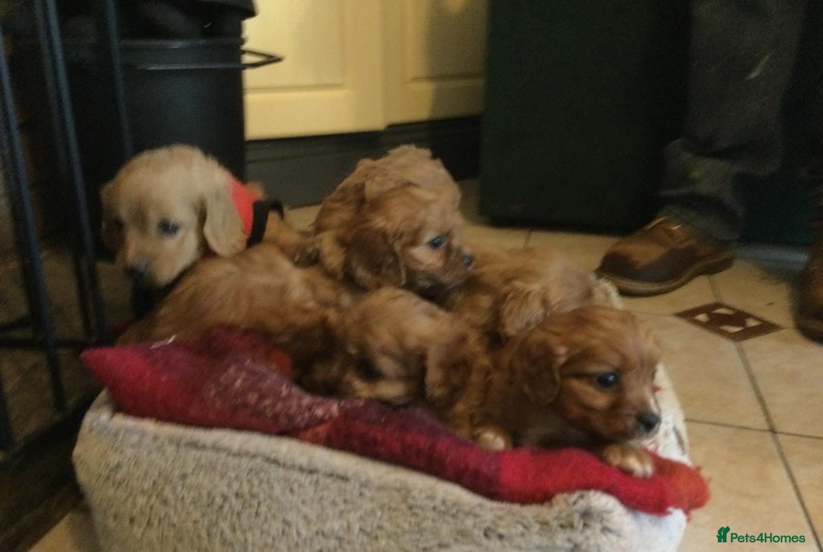 Cavapoo dogs for sale: GORGEOUS CAVAPOO PUPPIES AVAILABLE NOW in High Peak - Advert 2