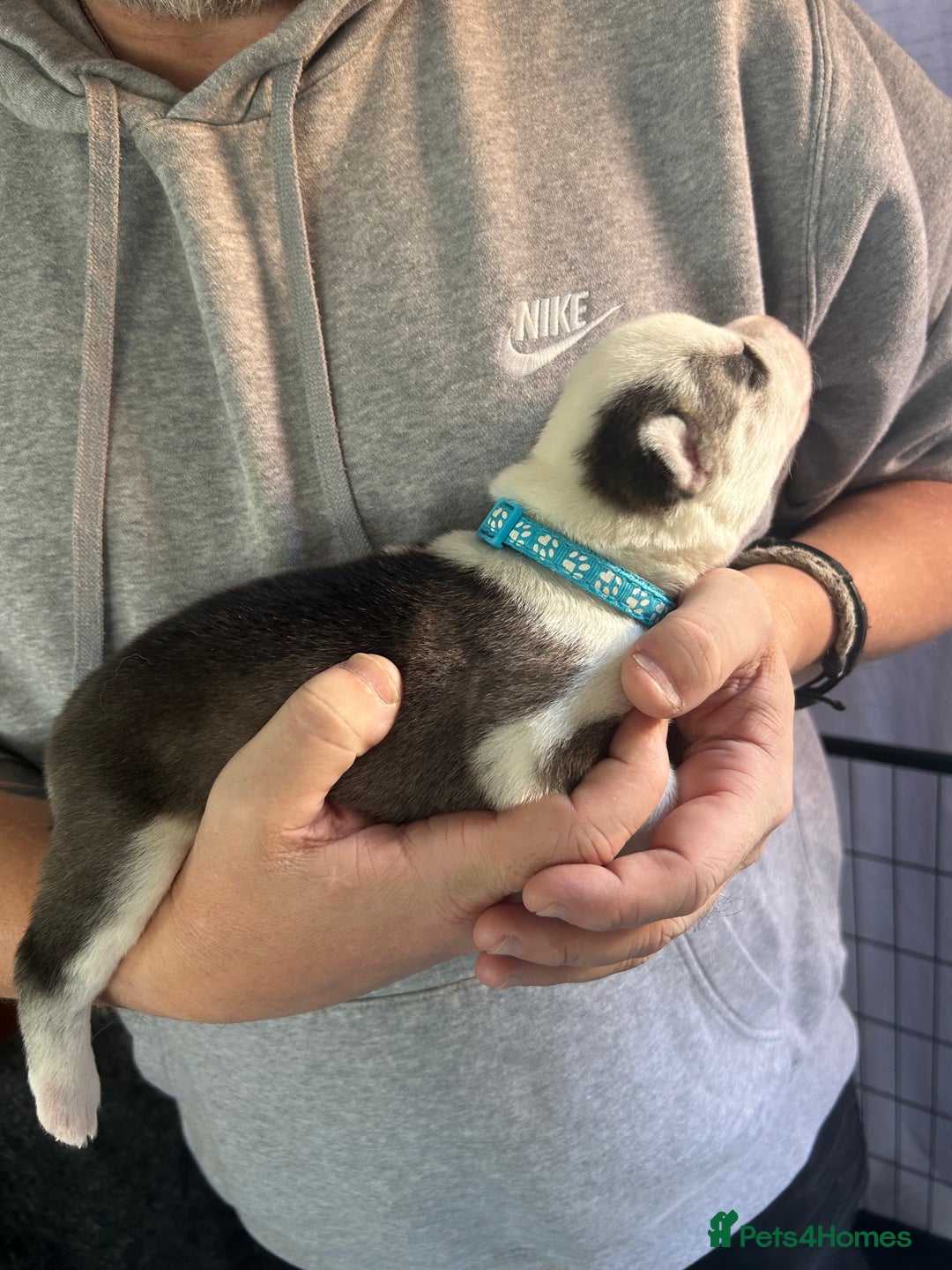 Siberian Husky dogs for sale: Rare piebald husky puppies have now arrived  - Image 16