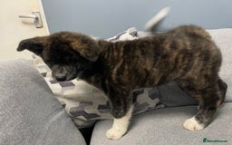 Japanese Akita Inu dogs for sale: Japonese Akita Inu - Advert 7