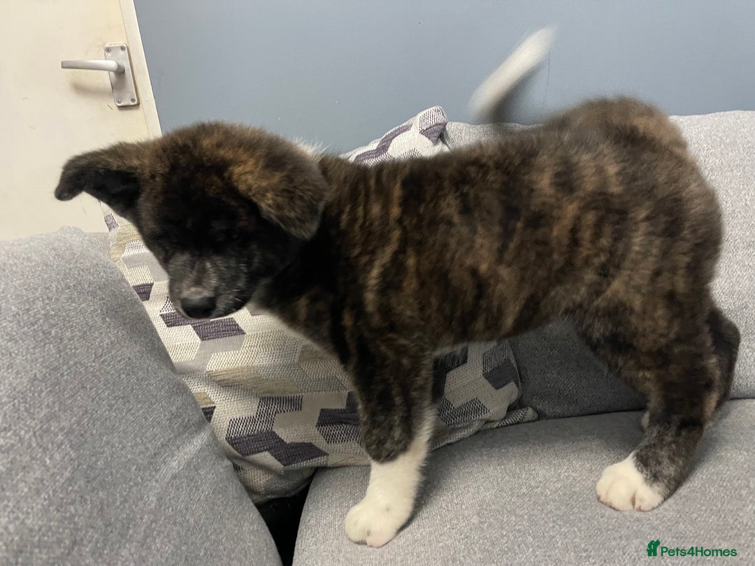 Japanese Akita Inu dogs for sale: Japonese Akita Inu - Advert 7