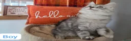 Maine Coon cats for sale: BEAUTIFUL MAINE COON KITTENS, POLY AND NON POLY  - Advert 11