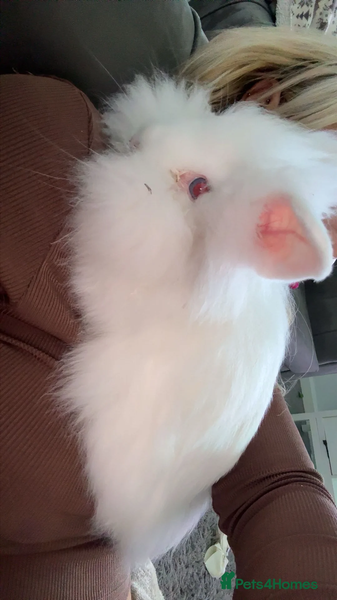 English Lop rabbits for sale: fluffy white rabbit  in Houghton le Spring - Advert 2