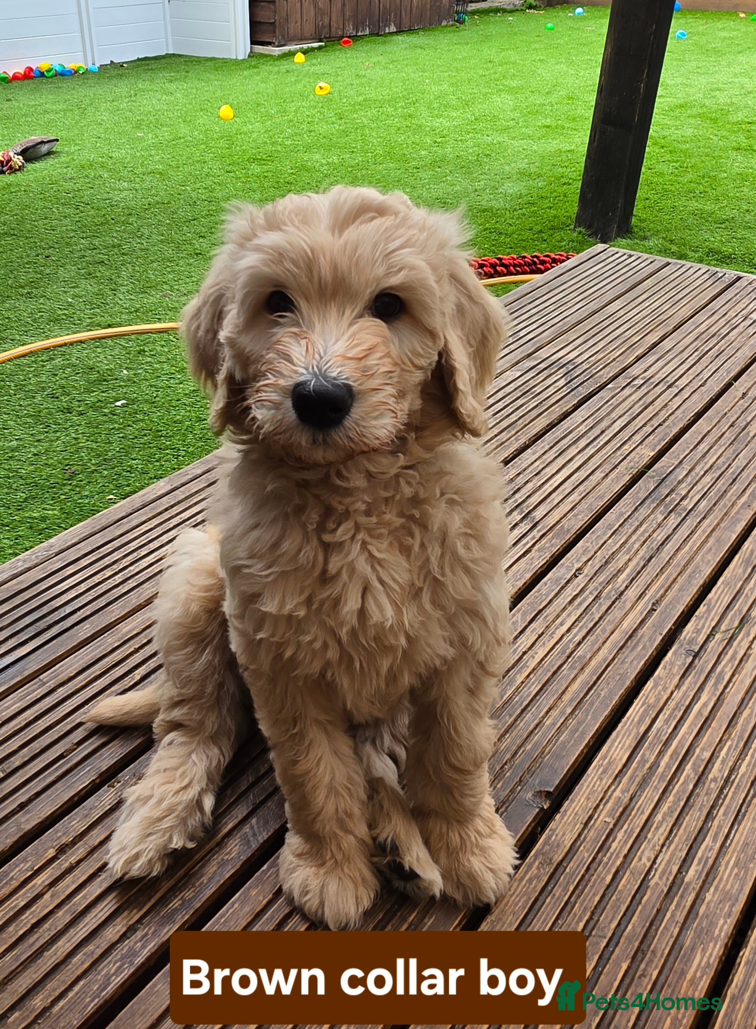 Goldendoodle dogs READY TO GO!!! Multigene. Goldendoodle Puppies - Advert 2