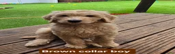 Goldendoodle dogs for sale: LAST girl left of Multigen.Goldendoodle Puppies!!! - Advert 36