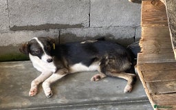 Mixed Breed dogs for adoption: Kaia, 1.5 yrs approx. Available for adoption. - Advert 12