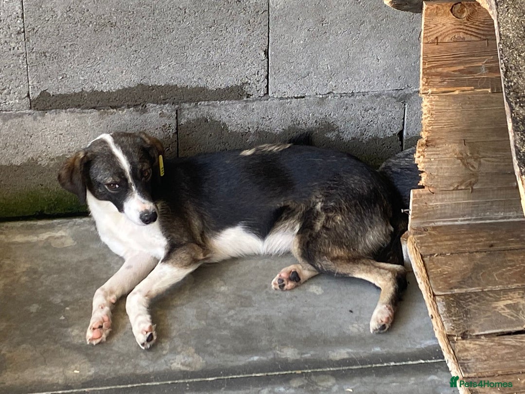 Mixed Breed dogs for adoption: Kaia, 1.5 yrs approx. Available for adoption. - Advert 12
