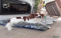 Cavapoo dogs for sale: Gorgeous Puppies ✨🐶 5 in litter Cavapo f1b dog   - Image 9