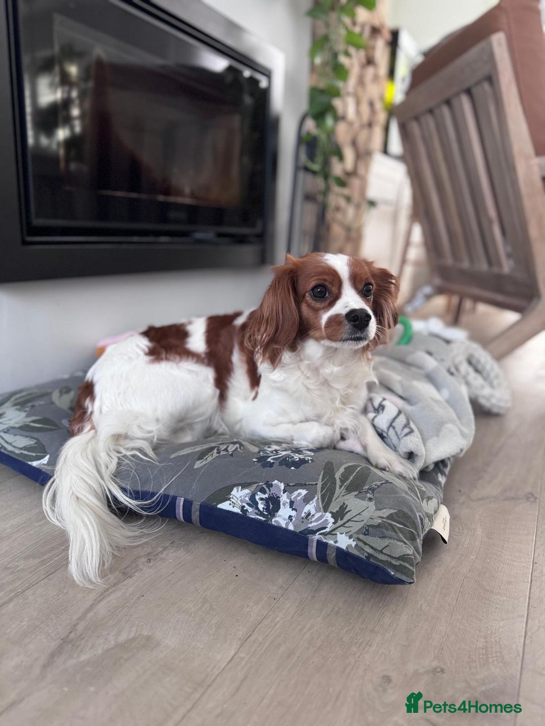Cavapoo dogs for sale: Gorgeous Puppies ✨🐶 5 in litter Cavapo f1b dog   - Image 9
