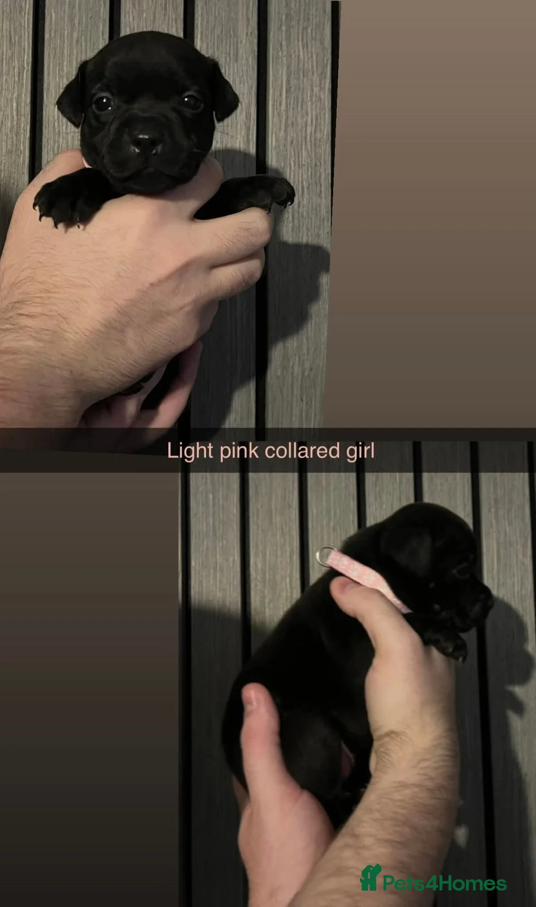 Staffordshire Bull Terrier dogs for stud: BLACK, Health tested kc registered STAFFORD STUD - Advert 10