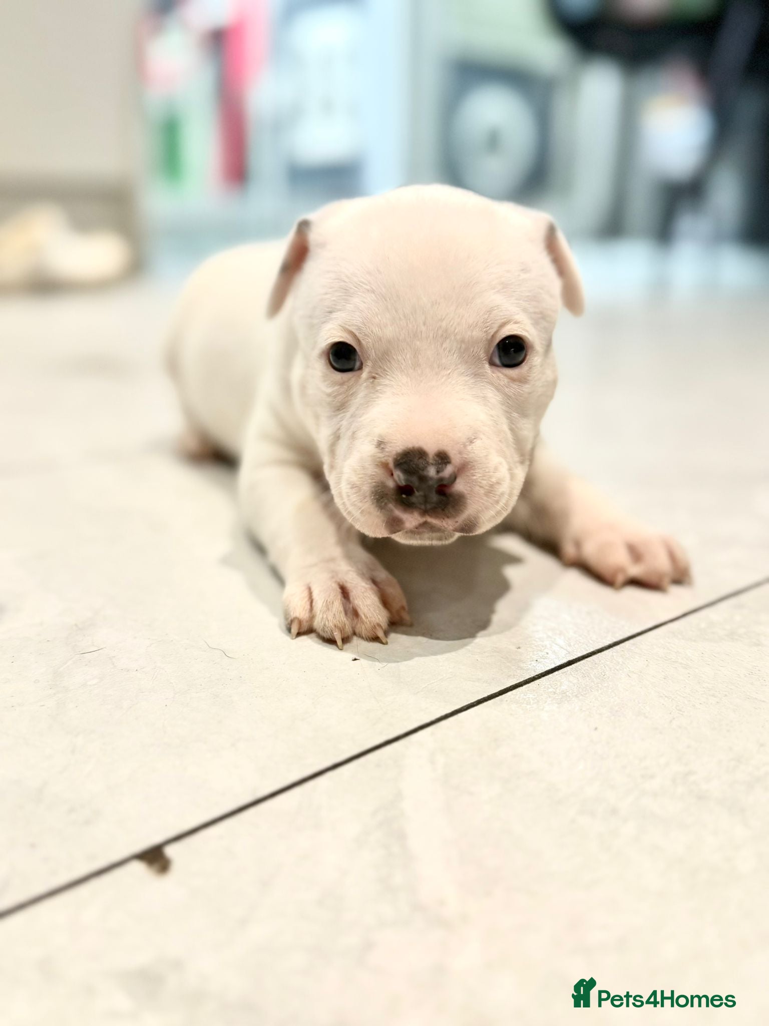 Staffordshire Bull Terrier dogs 2 gorgeous boys left for loving homes x - Advert 13