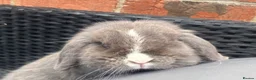 Mini Lop rabbits for sale: Lilac split Pure bred Mini lop female 1 year old  - Advert 11