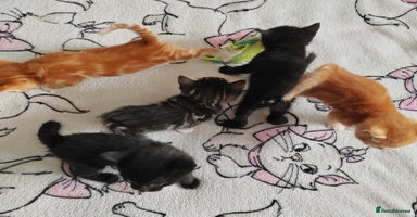 Mixed Breed cats - Advert 14